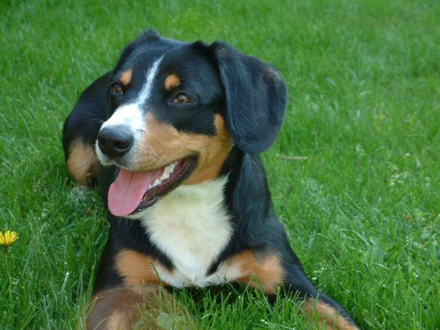 https://images.dog.ceo/breeds/entlebucher/n02108000_93.jpg