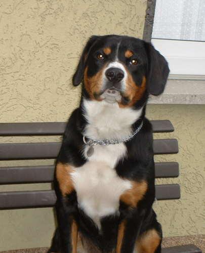 https://images.dog.ceo/breeds/entlebucher/n02108000_933.jpg