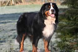 https://images.dog.ceo/breeds/entlebucher/n02108000_944.jpg