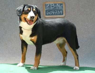 https://images.dog.ceo/breeds/entlebucher/n02108000_970.jpg