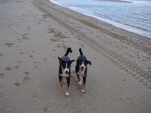 https://images.dog.ceo/breeds/entlebucher/n02108000_972.jpg