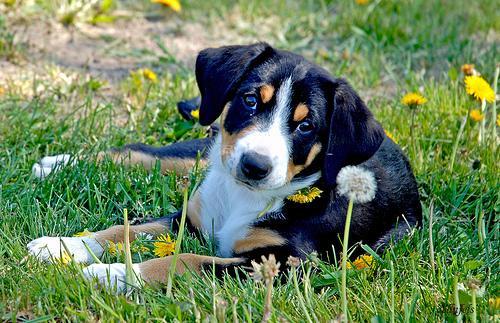 https://images.dog.ceo/breeds/entlebucher/n02108000_976.jpg