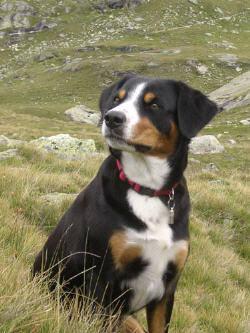 https://images.dog.ceo/breeds/entlebucher/n02108000_983.jpg