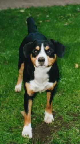 https://images.dog.ceo/breeds/entlebucher/n02108000_986.jpg