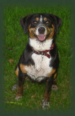 https://images.dog.ceo/breeds/entlebucher/n02108000_987.jpg