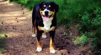 https://images.dog.ceo/breeds/entlebucher/n02108000_99.jpg