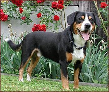 https://images.dog.ceo/breeds/entlebucher/n02108000_995.jpg