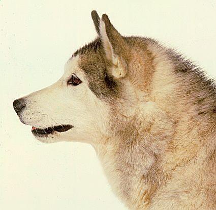 https://images.dog.ceo/breeds/eskimo/n02109961_1351.jpg