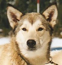 https://images.dog.ceo/breeds/eskimo/n02109961_1613.jpg