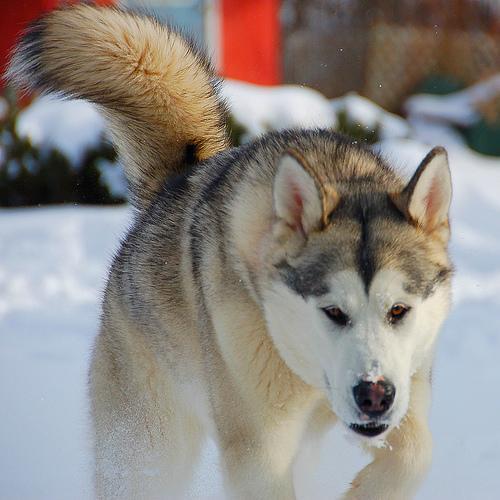 https://images.dog.ceo/breeds/eskimo/n02109961_17006.jpg