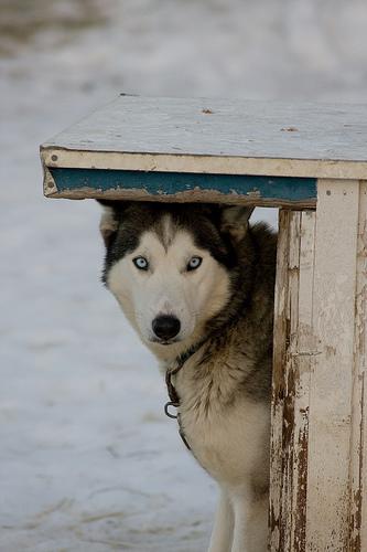 https://images.dog.ceo/breeds/eskimo/n02109961_17033.jpg