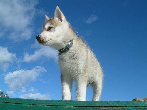 https://images.dog.ceo/breeds/eskimo/n02109961_20013.jpg