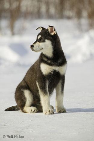 https://images.dog.ceo/breeds/eskimo/n02109961_2964.jpg