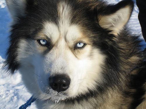 https://images.dog.ceo/breeds/eskimo/n02109961_4952.jpg