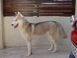 https://images.dog.ceo/breeds/eskimo/n02109961_5035.jpg