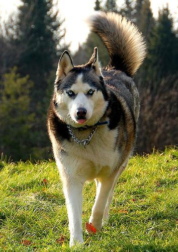 https://images.dog.ceo/breeds/eskimo/n02109961_630.jpg