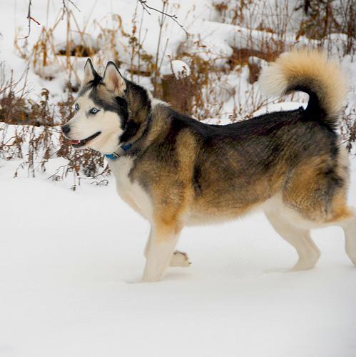 https://images.dog.ceo/breeds/eskimo/n02109961_7781.jpg