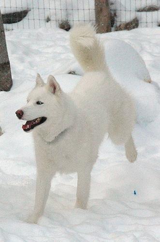 https://images.dog.ceo/breeds/eskimo/n02109961_8835.jpg