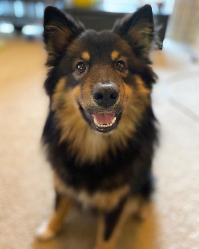 https://images.dog.ceo/breeds/finnish-lapphund/mochilamvan.jpg