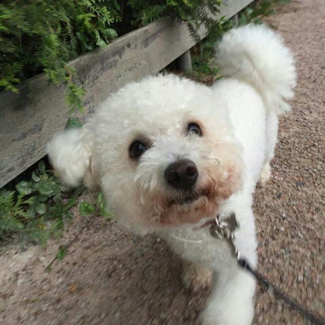 https://images.dog.ceo/breeds/frise-bichon/1.jpg