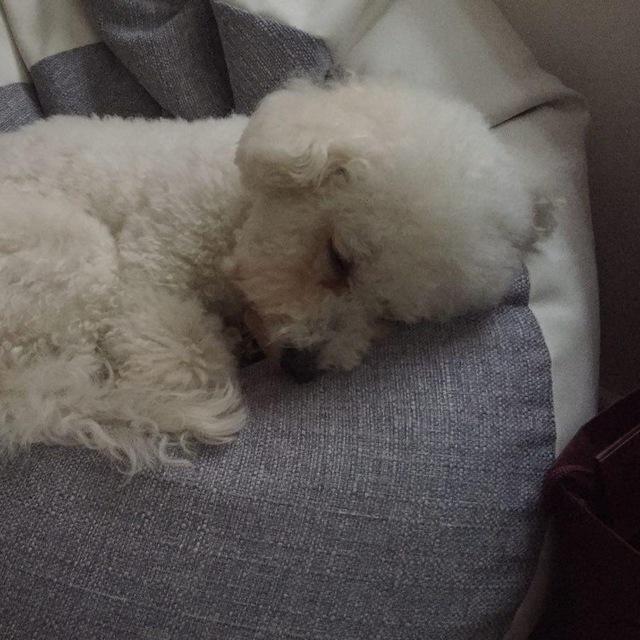 https://images.dog.ceo/breeds/frise-bichon/4.jpg