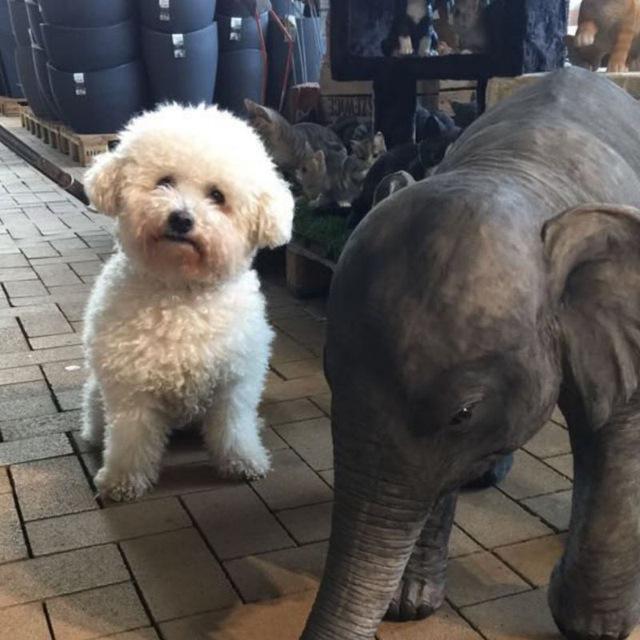 https://images.dog.ceo/breeds/frise-bichon/5.jpg