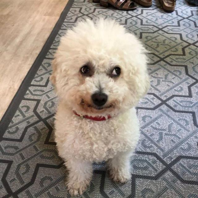 https://images.dog.ceo/breeds/frise-bichon/6.jpg