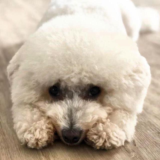 https://images.dog.ceo/breeds/frise-bichon/7.jpg