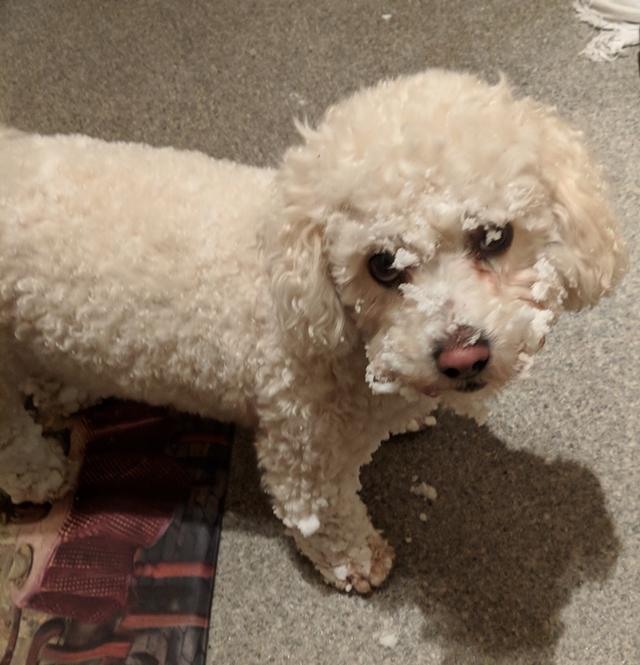 https://images.dog.ceo/breeds/frise-bichon/jh-ezio-1.jpg