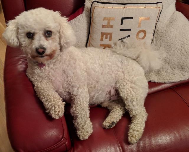 https://images.dog.ceo/breeds/frise-bichon/jh-ezio-2.jpg