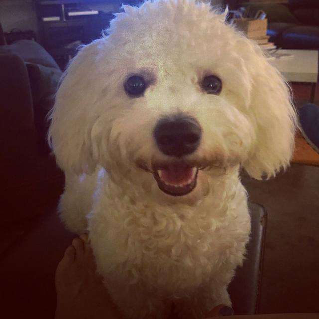 https://images.dog.ceo/breeds/frise-bichon/stevebaxter_bichon_frise.jpg