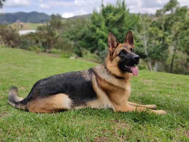 https://images.dog.ceo/breeds/germanshepherd/Hannah.jpg