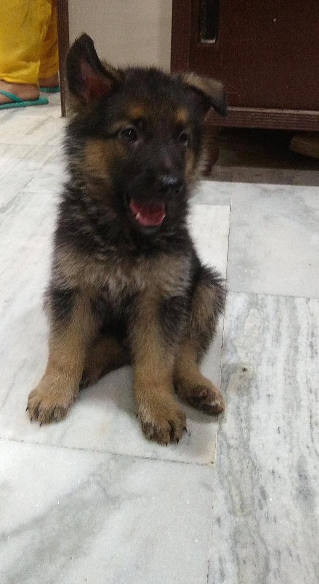 https://images.dog.ceo/breeds/germanshepherd/IMG_20200801_005825_408.jpg