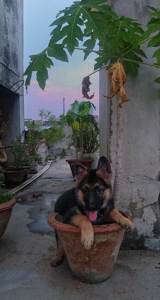 https://images.dog.ceo/breeds/germanshepherd/IMG_20200801_005834_050.jpg