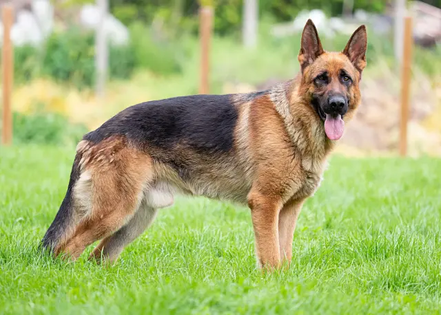 https://images.dog.ceo/breeds/germanshepherd/KSYR_German-Shepherd-dog-Alsatian.jpg