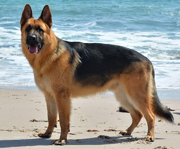 https://images.dog.ceo/breeds/germanshepherd/KSYR_German_Sheperd.jpg