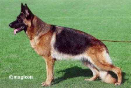 https://images.dog.ceo/breeds/germanshepherd/n02106662_10122.jpg