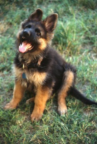 https://images.dog.ceo/breeds/germanshepherd/n02106662_10490.jpg