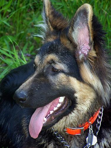 https://images.dog.ceo/breeds/germanshepherd/n02106662_1094.jpg