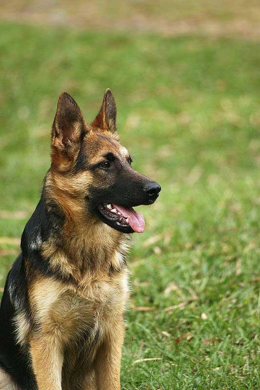 https://images.dog.ceo/breeds/germanshepherd/n02106662_11620.jpg