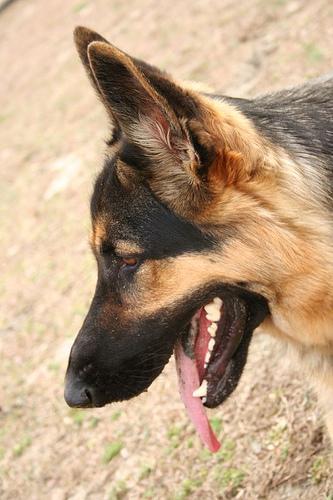 https://images.dog.ceo/breeds/germanshepherd/n02106662_13178.jpg