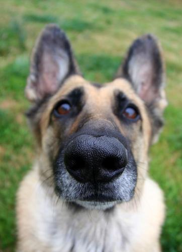 https://images.dog.ceo/breeds/germanshepherd/n02106662_14247.jpg