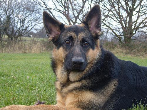 https://images.dog.ceo/breeds/germanshepherd/n02106662_1451.jpg