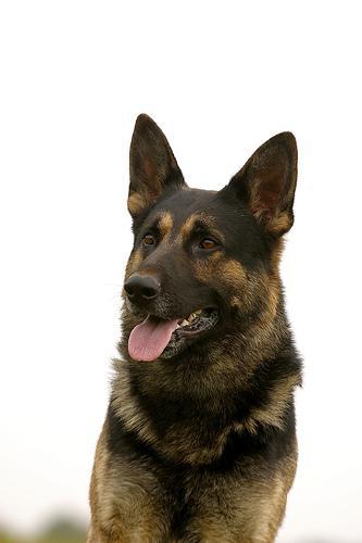 https://images.dog.ceo/breeds/germanshepherd/n02106662_146.jpg