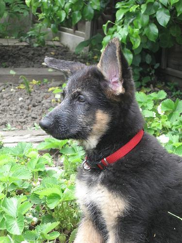 https://images.dog.ceo/breeds/germanshepherd/n02106662_15398.jpg