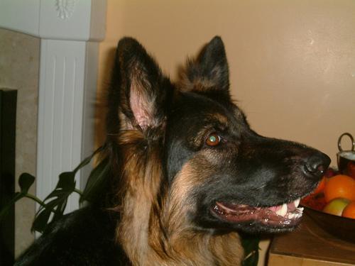 https://images.dog.ceo/breeds/germanshepherd/n02106662_16014.jpg