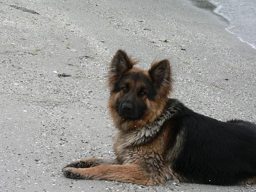 https://images.dog.ceo/breeds/germanshepherd/n02106662_16149.jpg