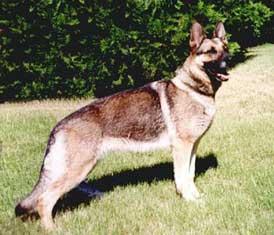 https://images.dog.ceo/breeds/germanshepherd/n02106662_16342.jpg