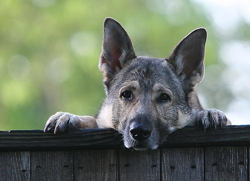 https://images.dog.ceo/breeds/germanshepherd/n02106662_1637.jpg