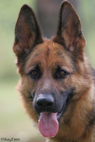 https://images.dog.ceo/breeds/germanshepherd/n02106662_18268.jpg